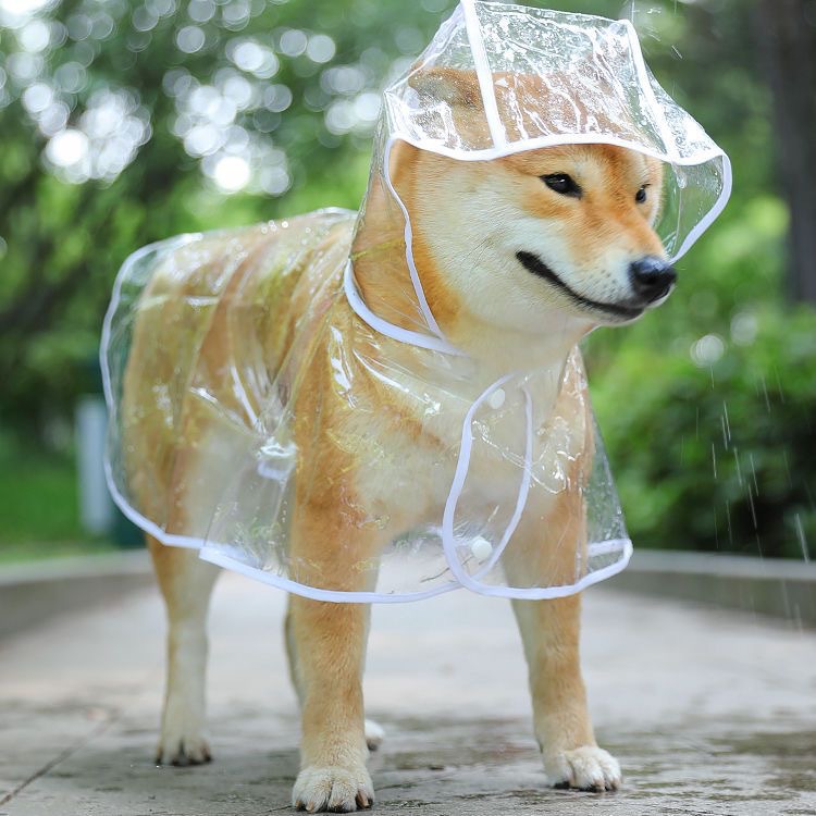 Imperméable Transparent pour Chien – Protection Totale & Look Irrésistible 🌧️🐶