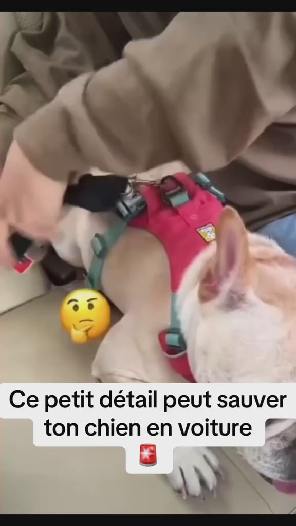Ceinture de Sécurité Réglable pour Chien & Chat (Anti-Choc & Anti-Fugue en Voiture)